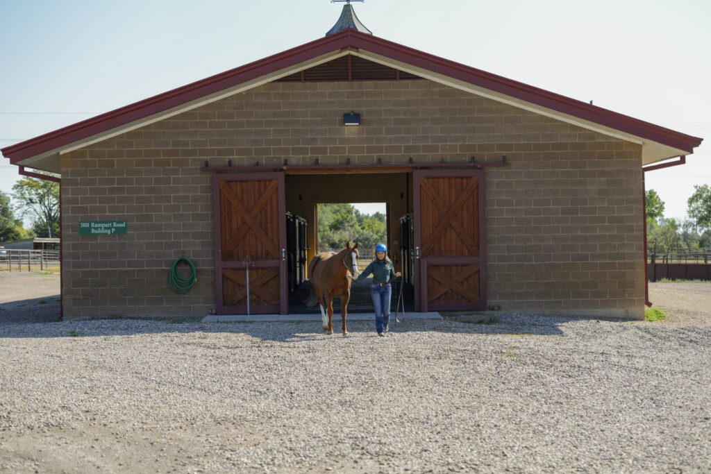 woman walking out of stallion barn with a stallion