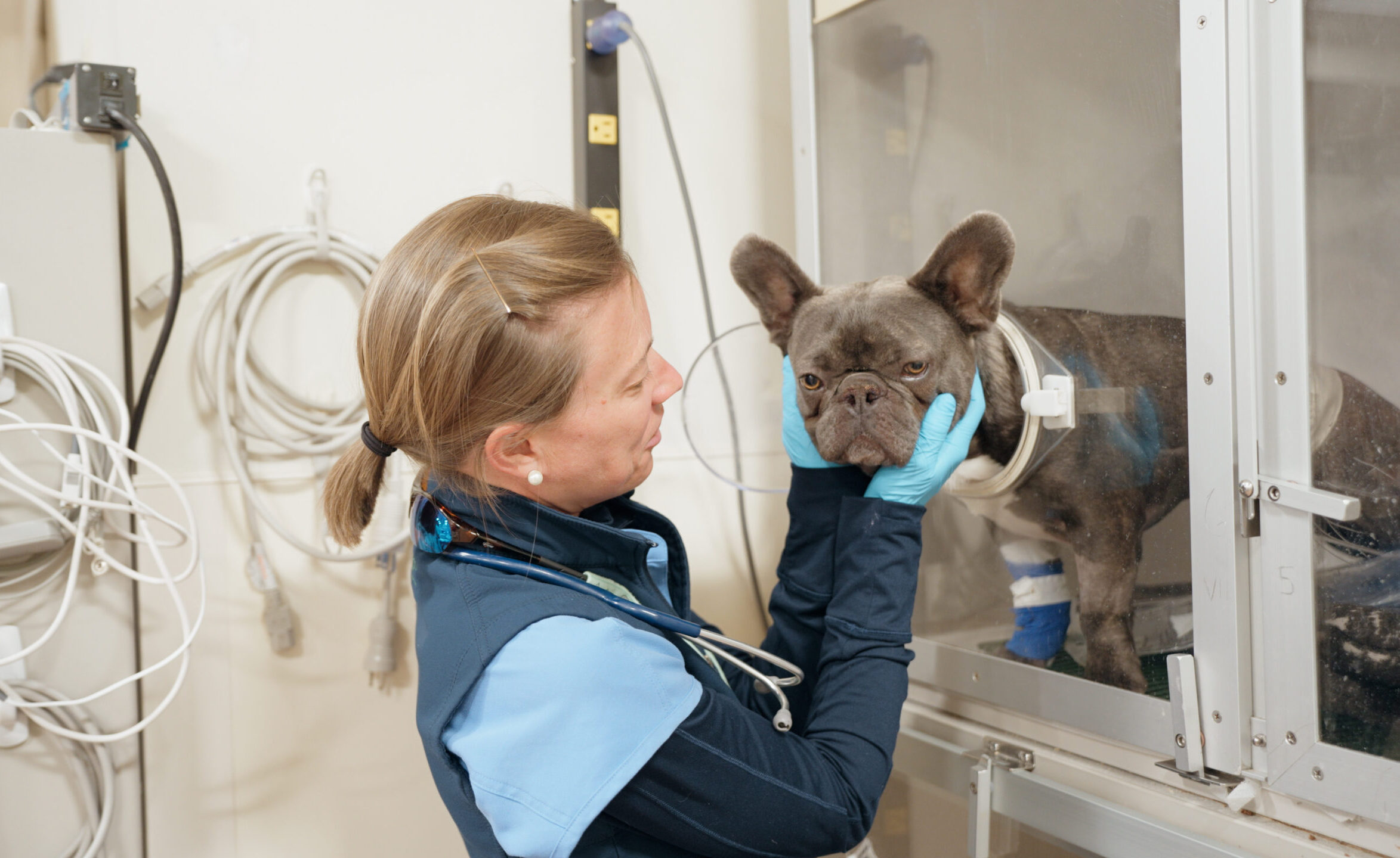 woman holds a gray dog's face