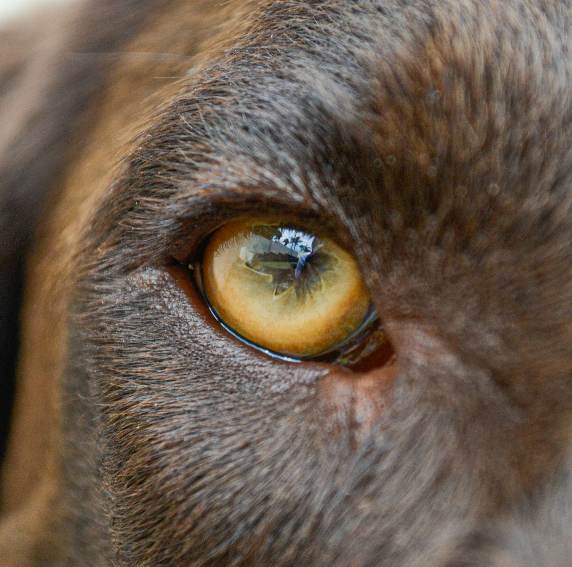 a close up picture of a dog's eye