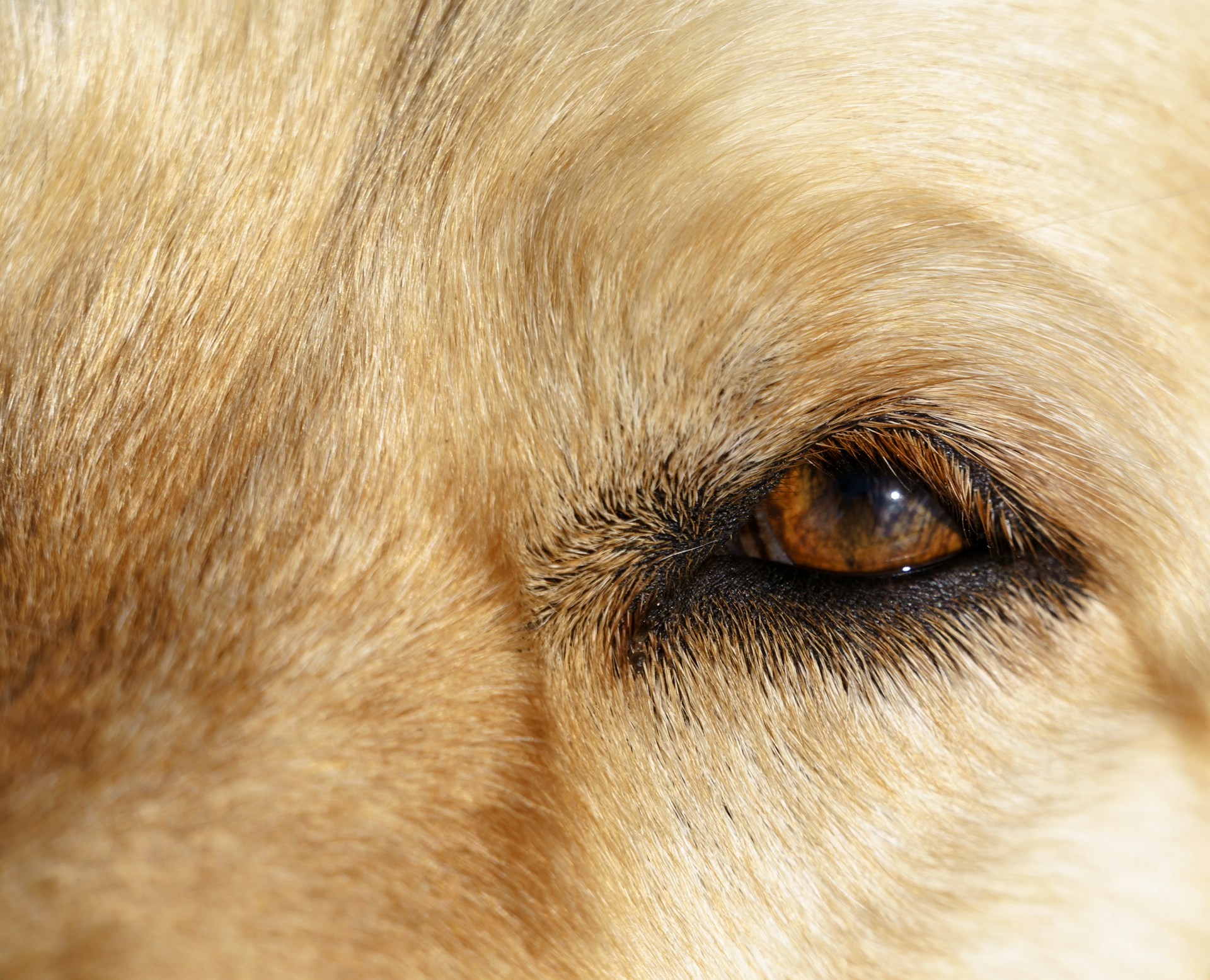 a close up photo of a golden dog's eye