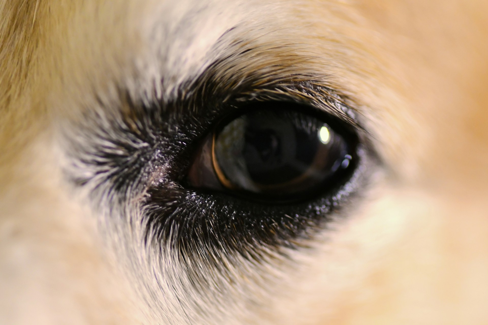 a close up picture of a dog's eye