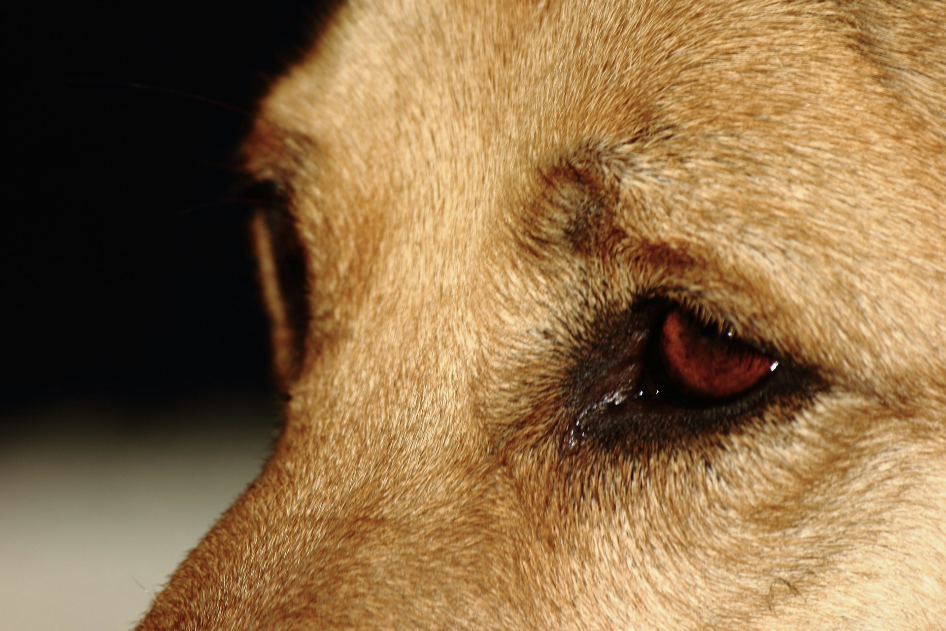 a close up picture of a dog's eye
