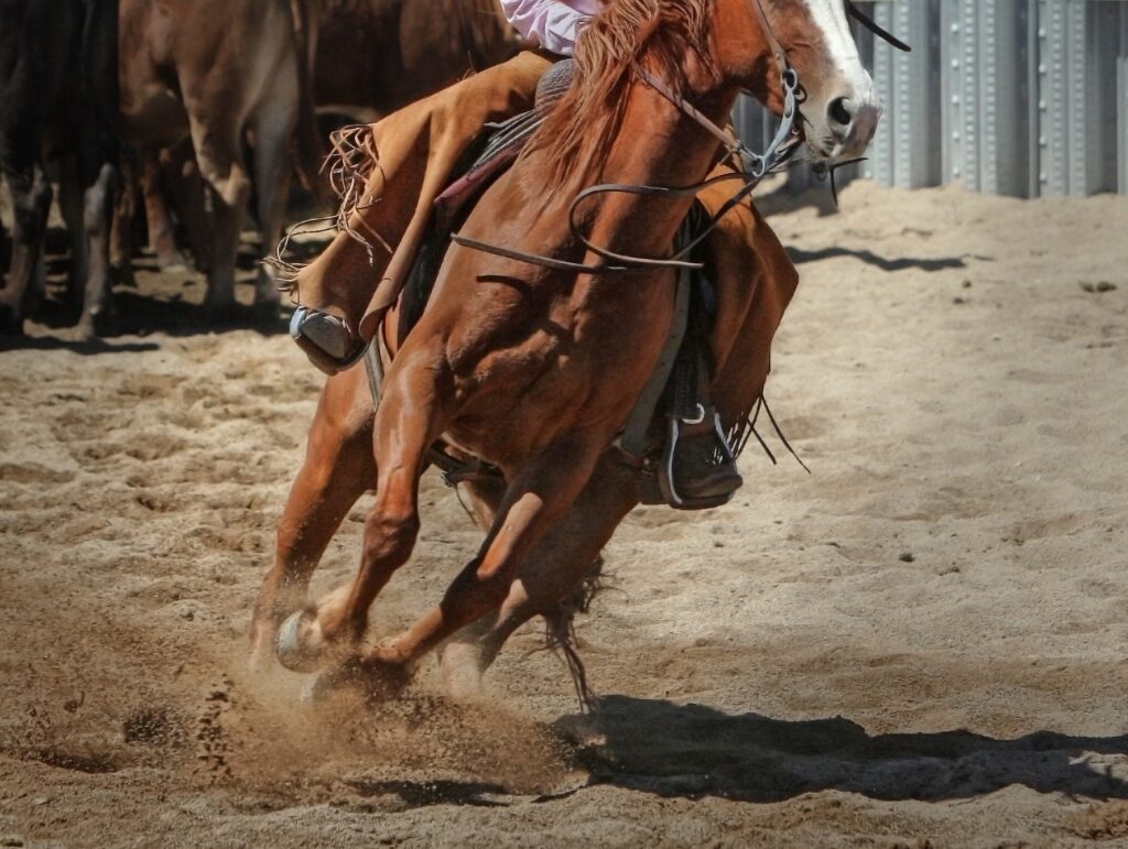 brown horse in arena