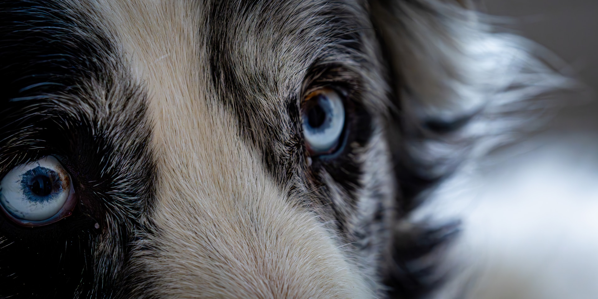 a close up picture of a dog's blue eyes