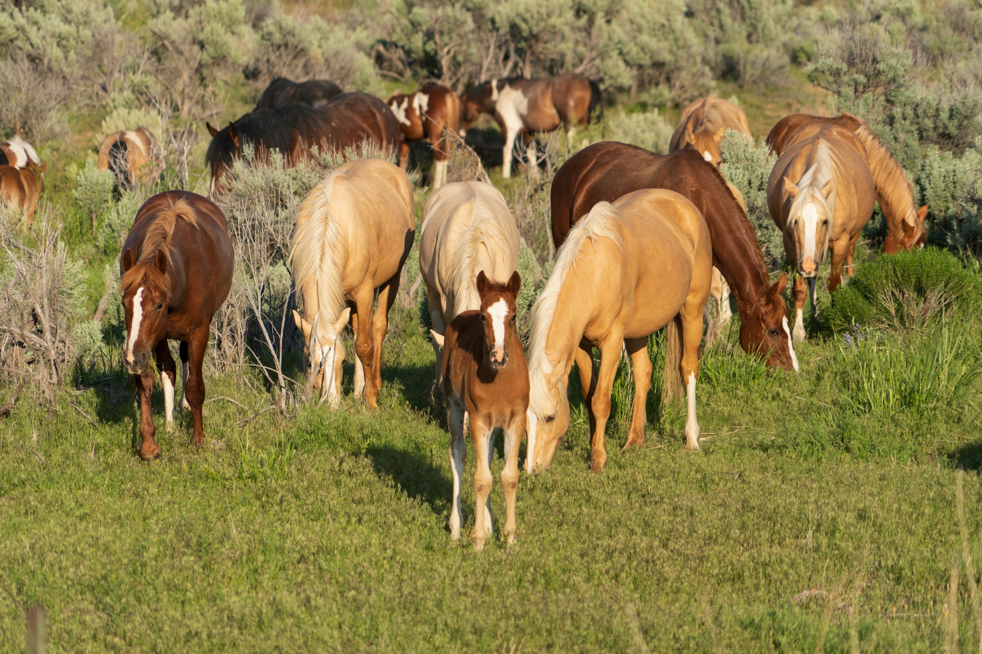 a group of horses grazing in a field, a foal in the foreground looking at the camera
