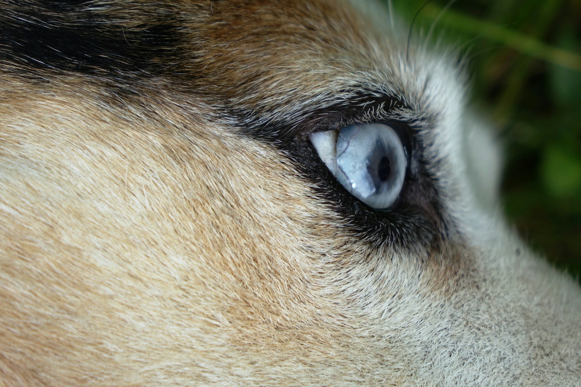 a close up picture of a dog's eye