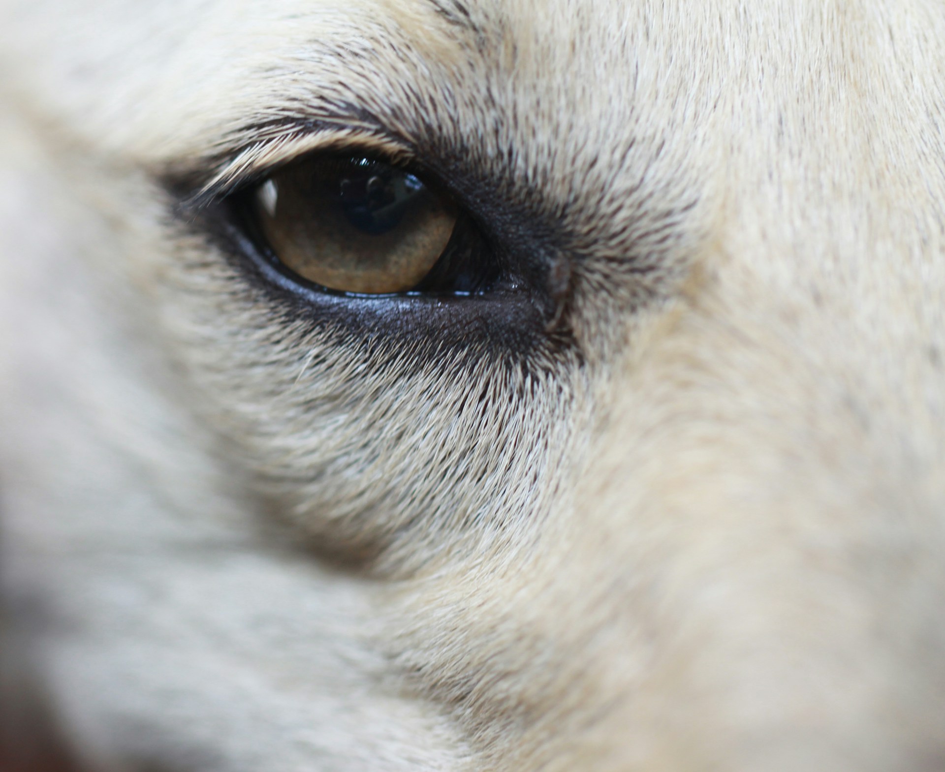 a close up picture of a dog's eye