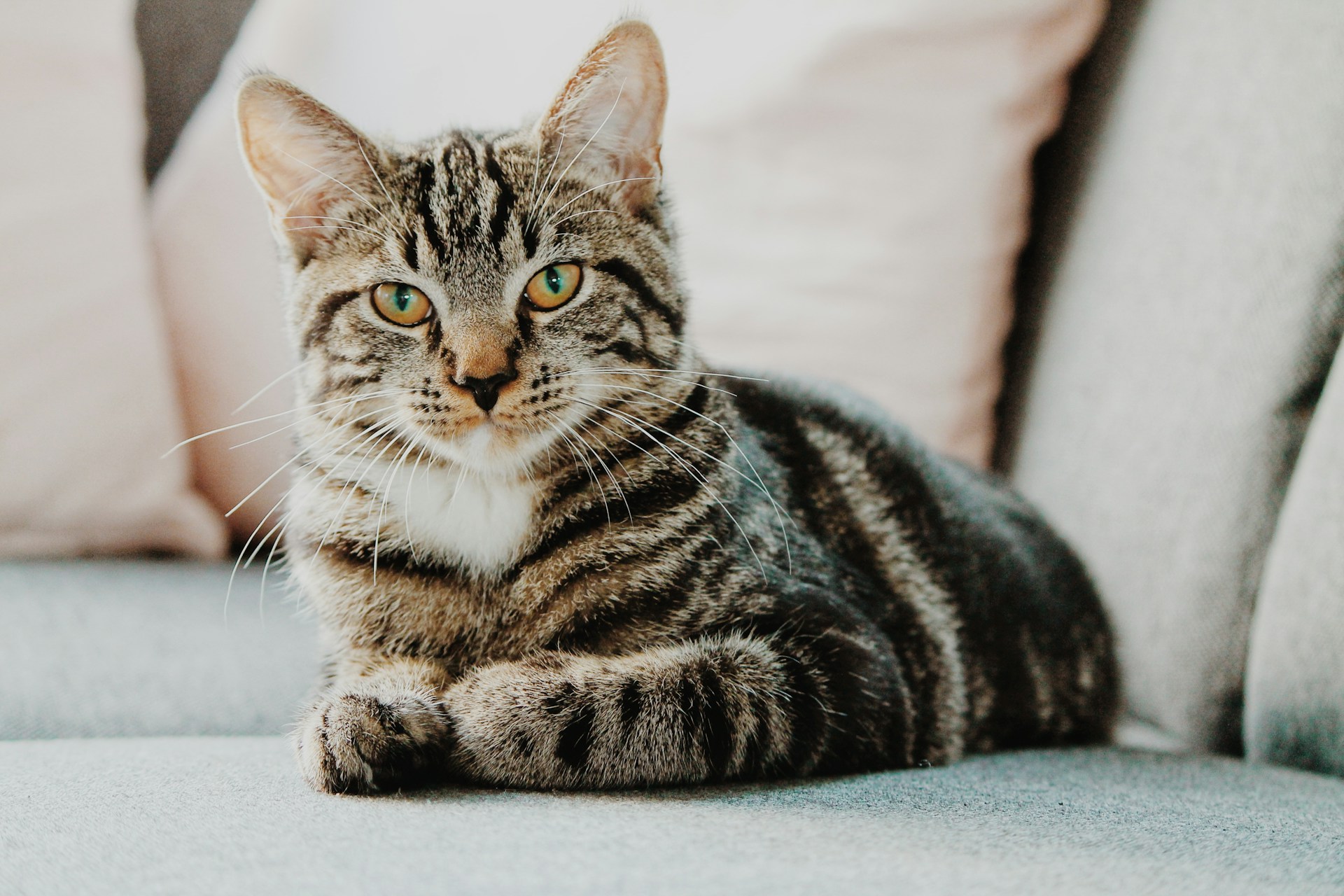 a multi-colored cat lays on a couch and looks at the camera