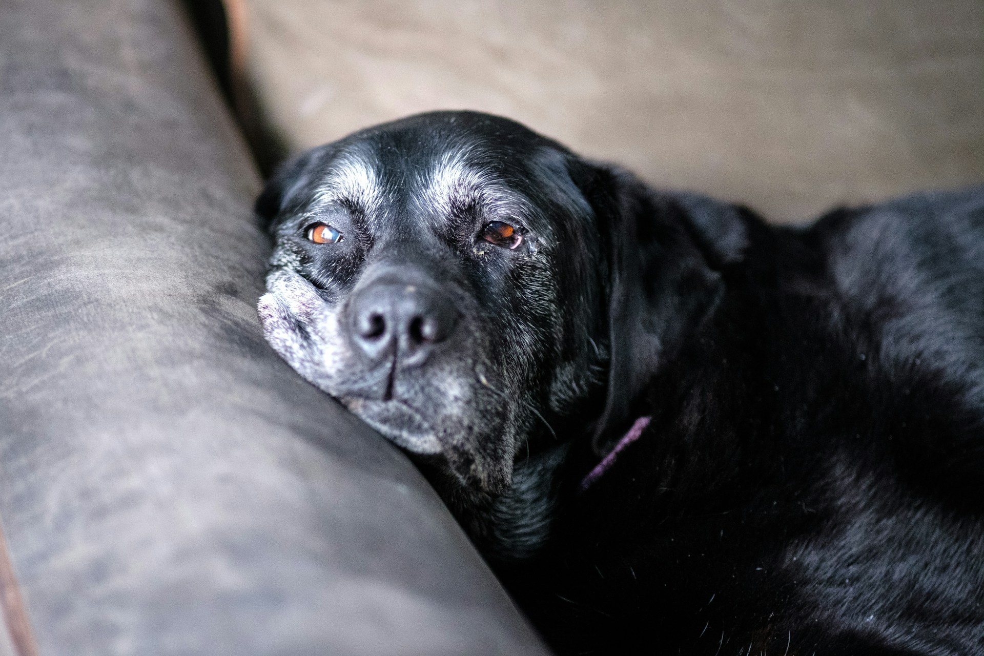 a black dog with a graying face leans on a couch looking at the camera