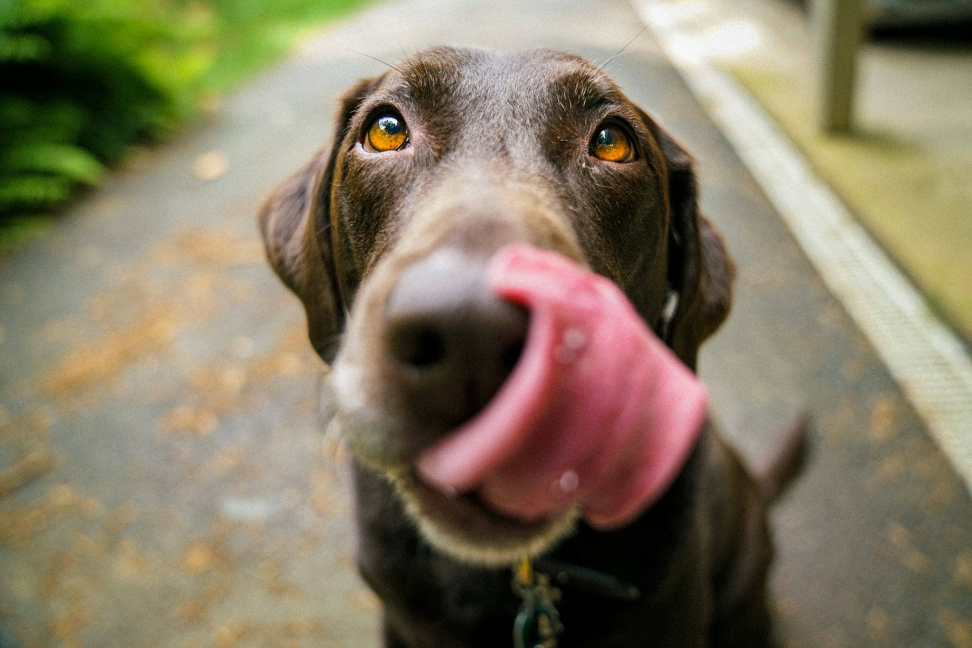 a close up of a brown dog facing the camera licking his snout