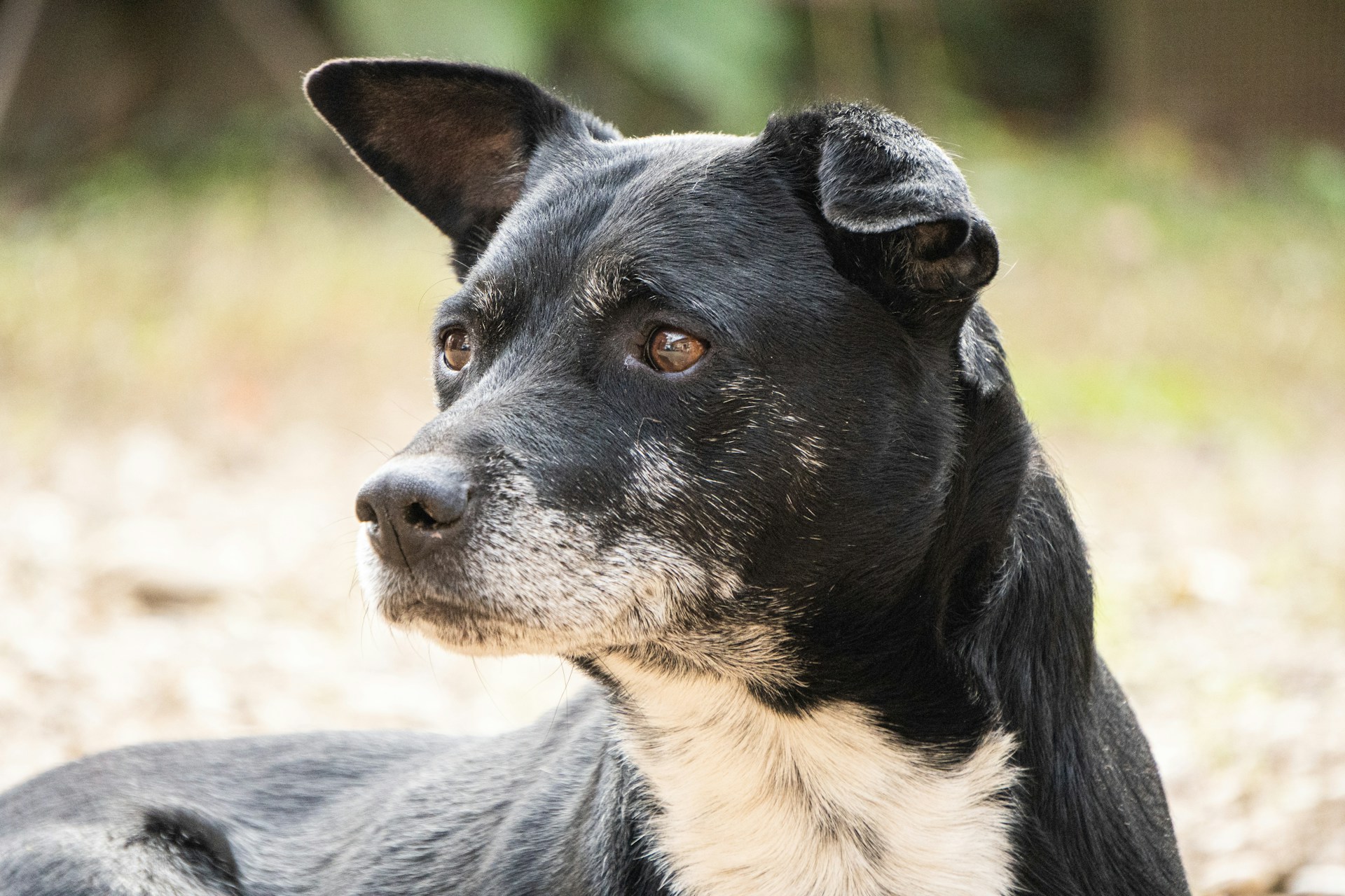 an older black and white dog looks off at something in the distance