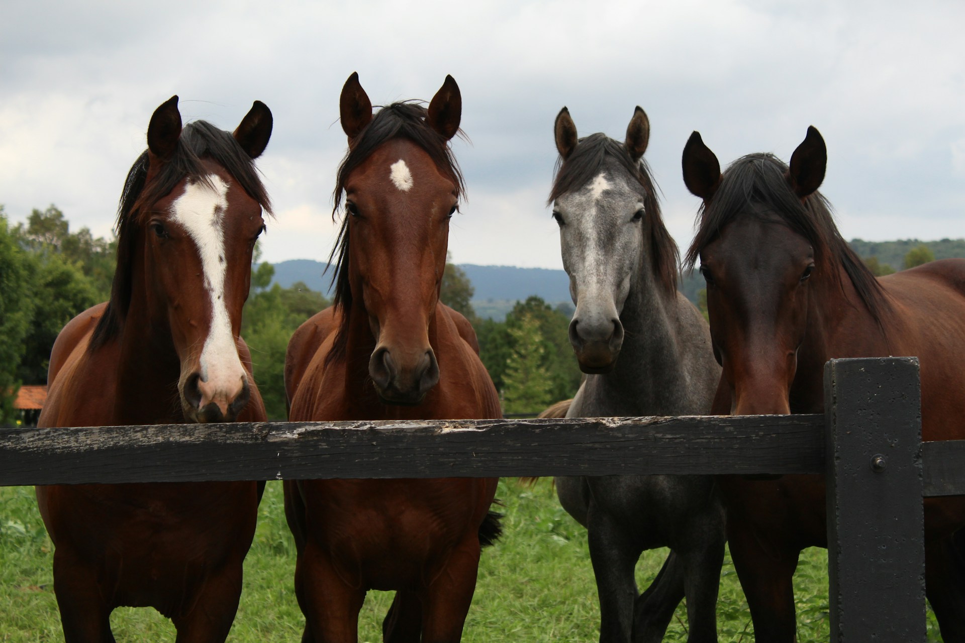 four horses of different colors look over a dark fence at the camera, a green mountain scenery in the background