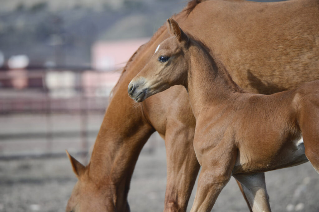 brown foal standing in front of brown mare
