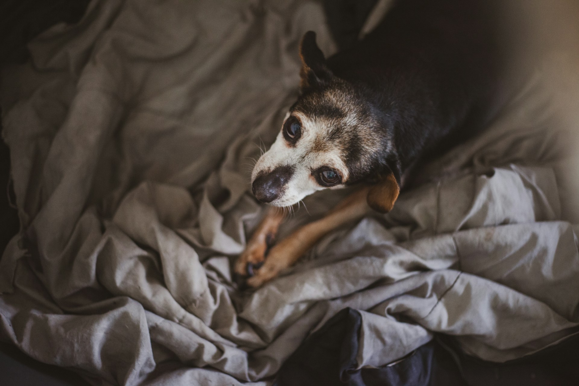 an older dog laying on a bed, looking up at the camera