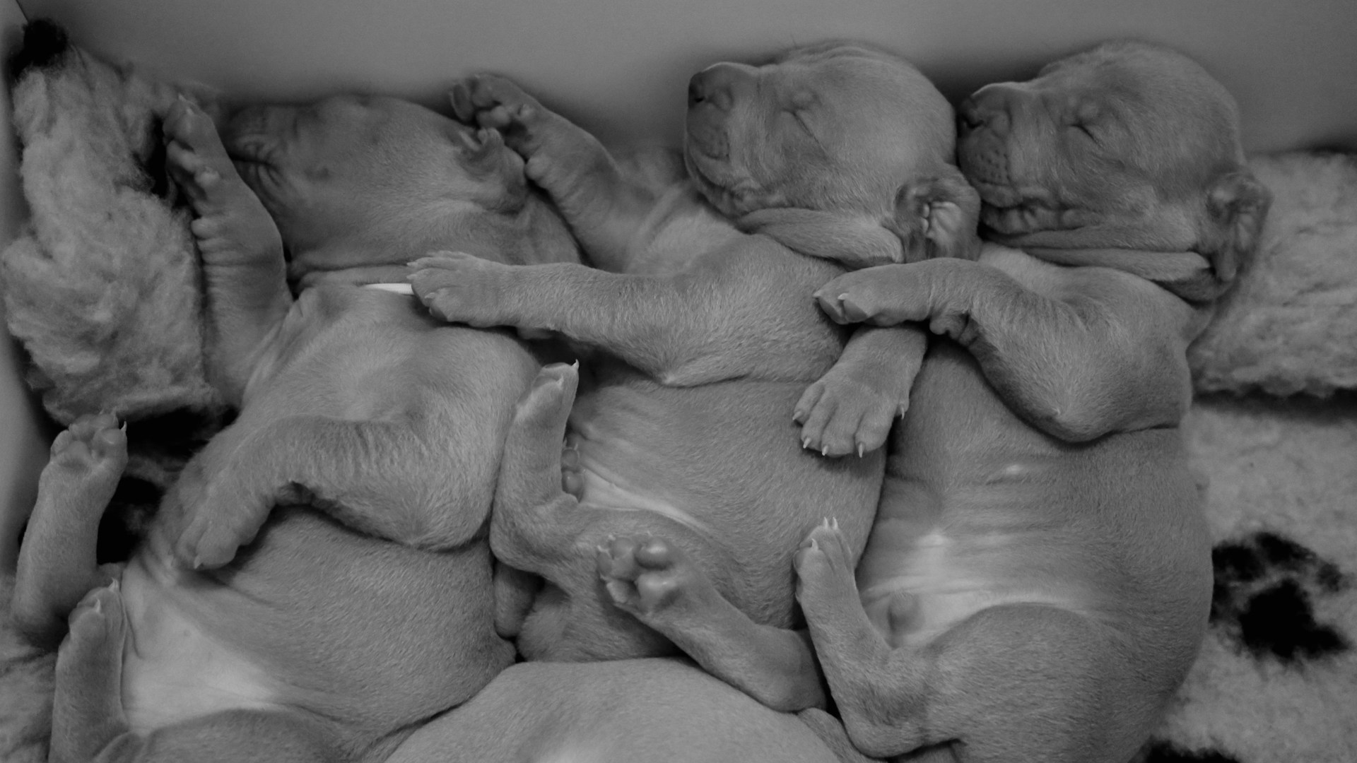 a black and white photo of three puppies sleeping, cuddling one another