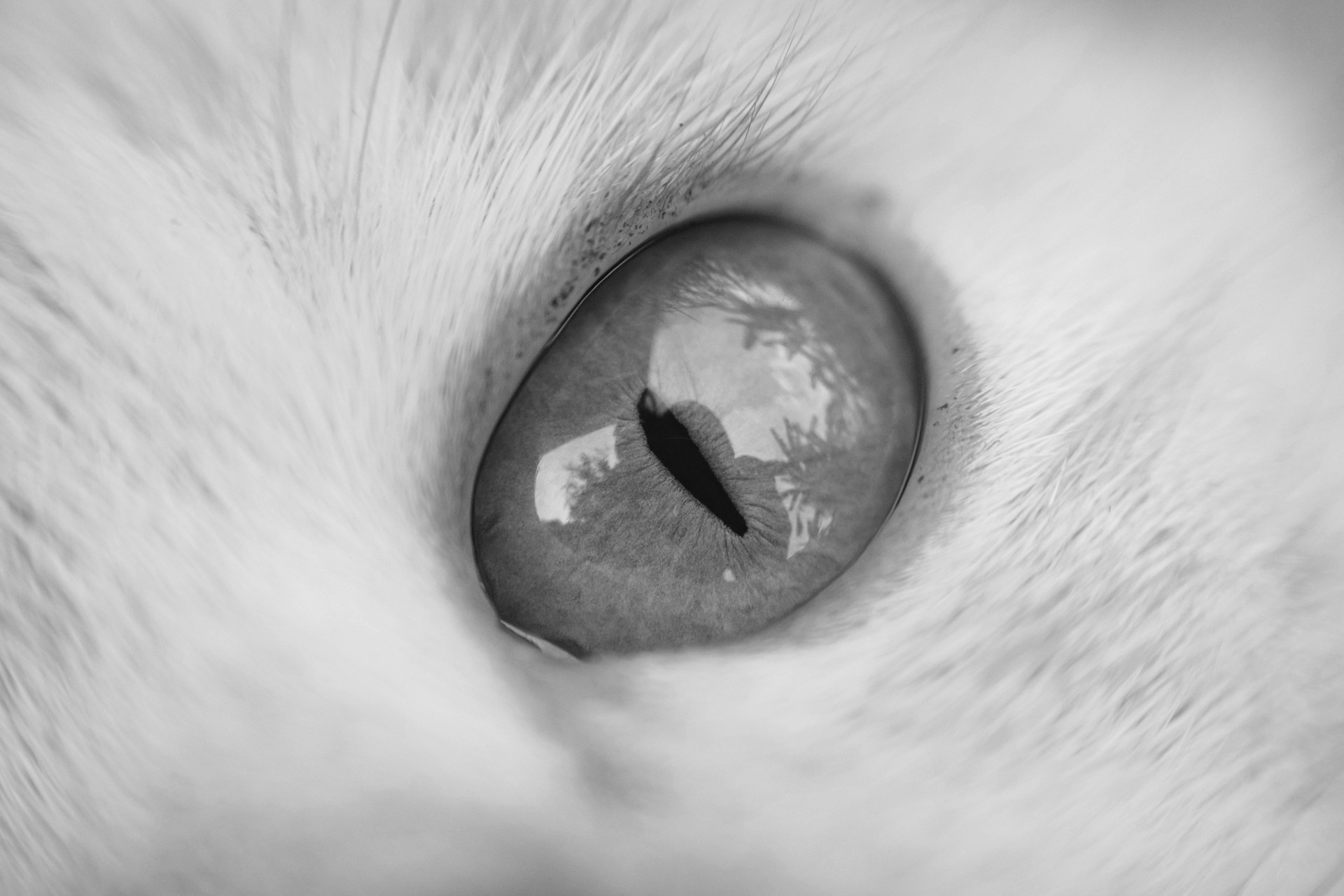 a close up picture of a cat's eye