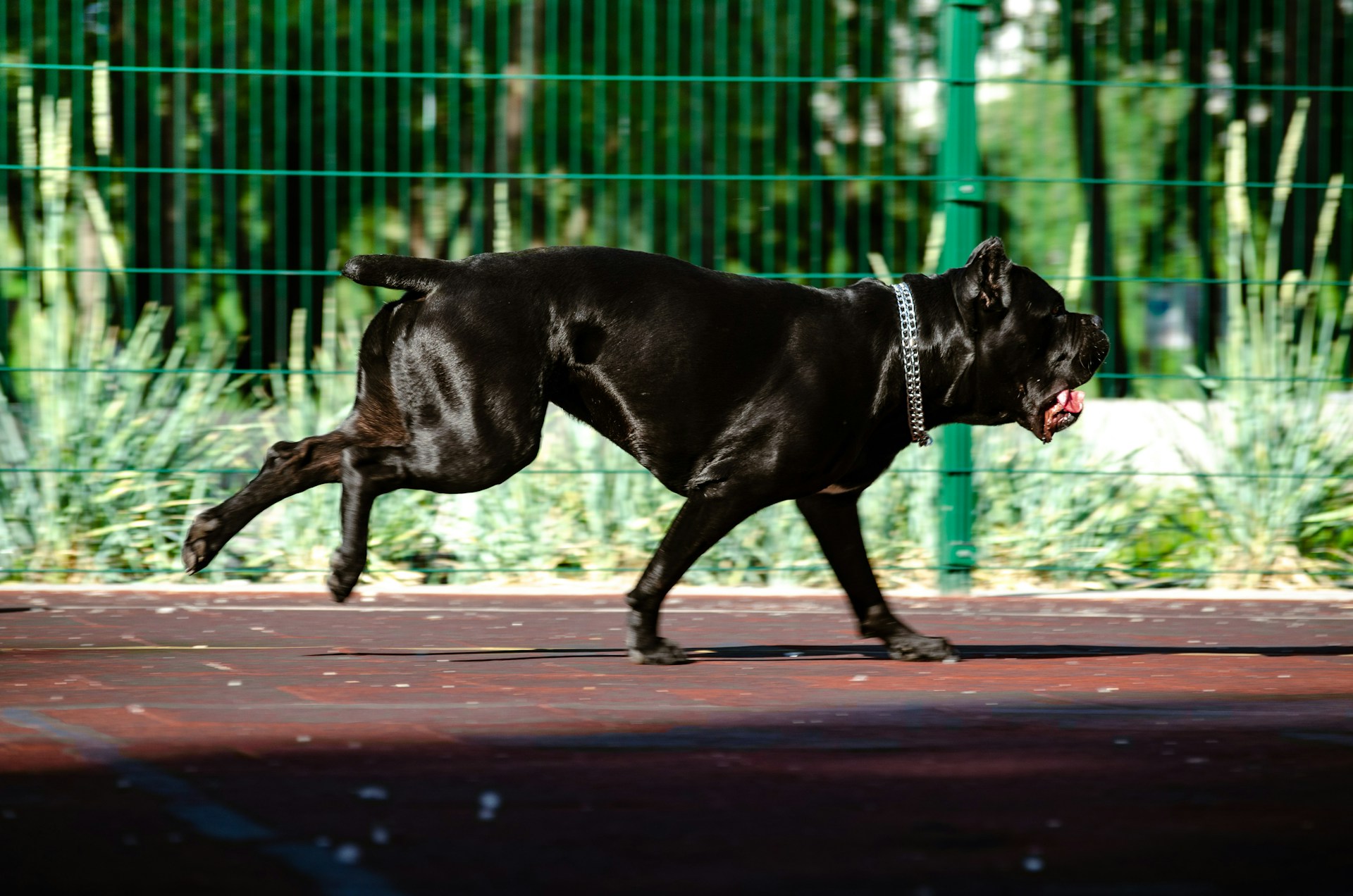 a black dog running on a sidewalk, a green park in the background