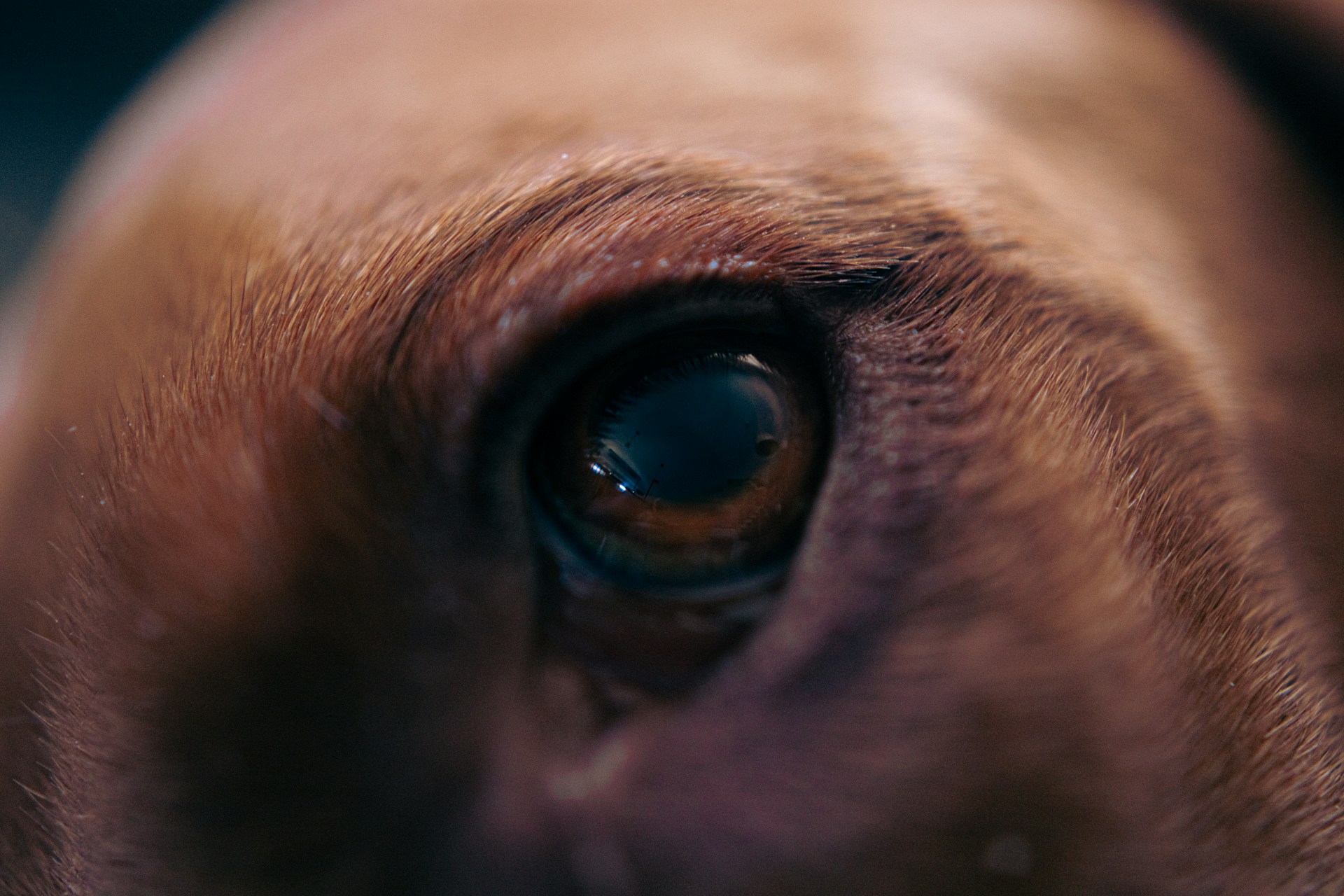 a close up picture of a dog's eye