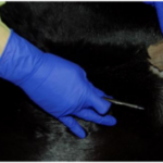 blue gloved hand holding a scalpel against horse hair