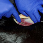 blue gloved hands cutting open mare abdomen