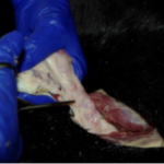 blue gloved hands removing equine ovary