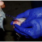 blue gloved hands rinsing ovary