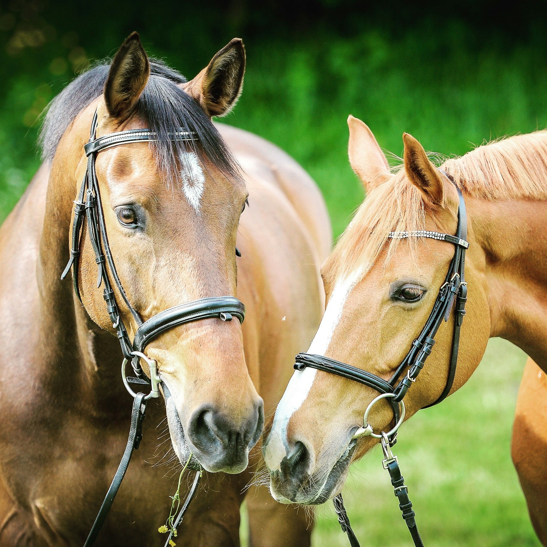two horses nuzzle close to each other, a green scenery in the background