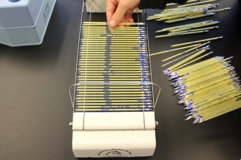 straws of semen lined up in a tray