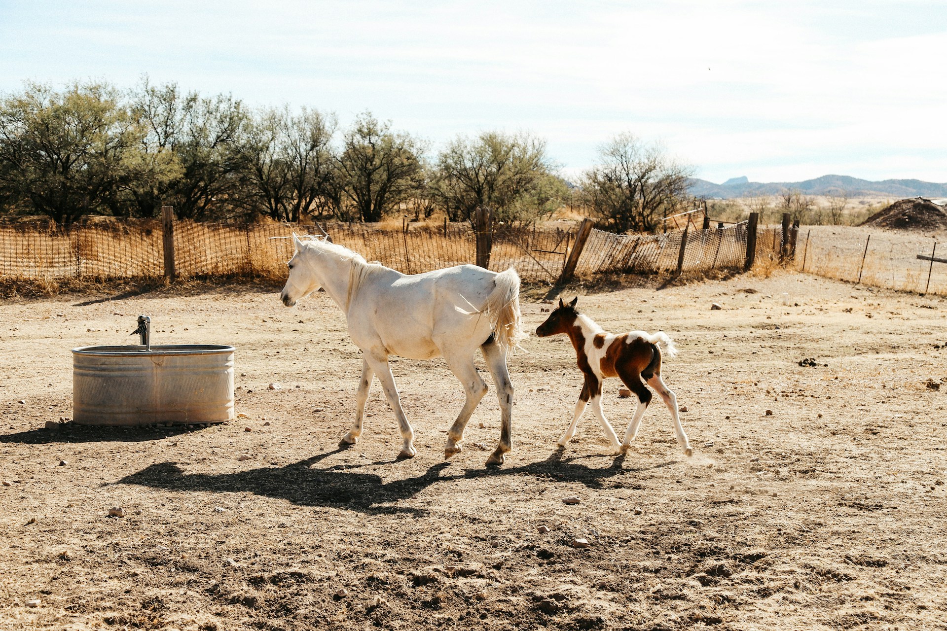 a white mama horse leads a brown and white baby horse in a pasture