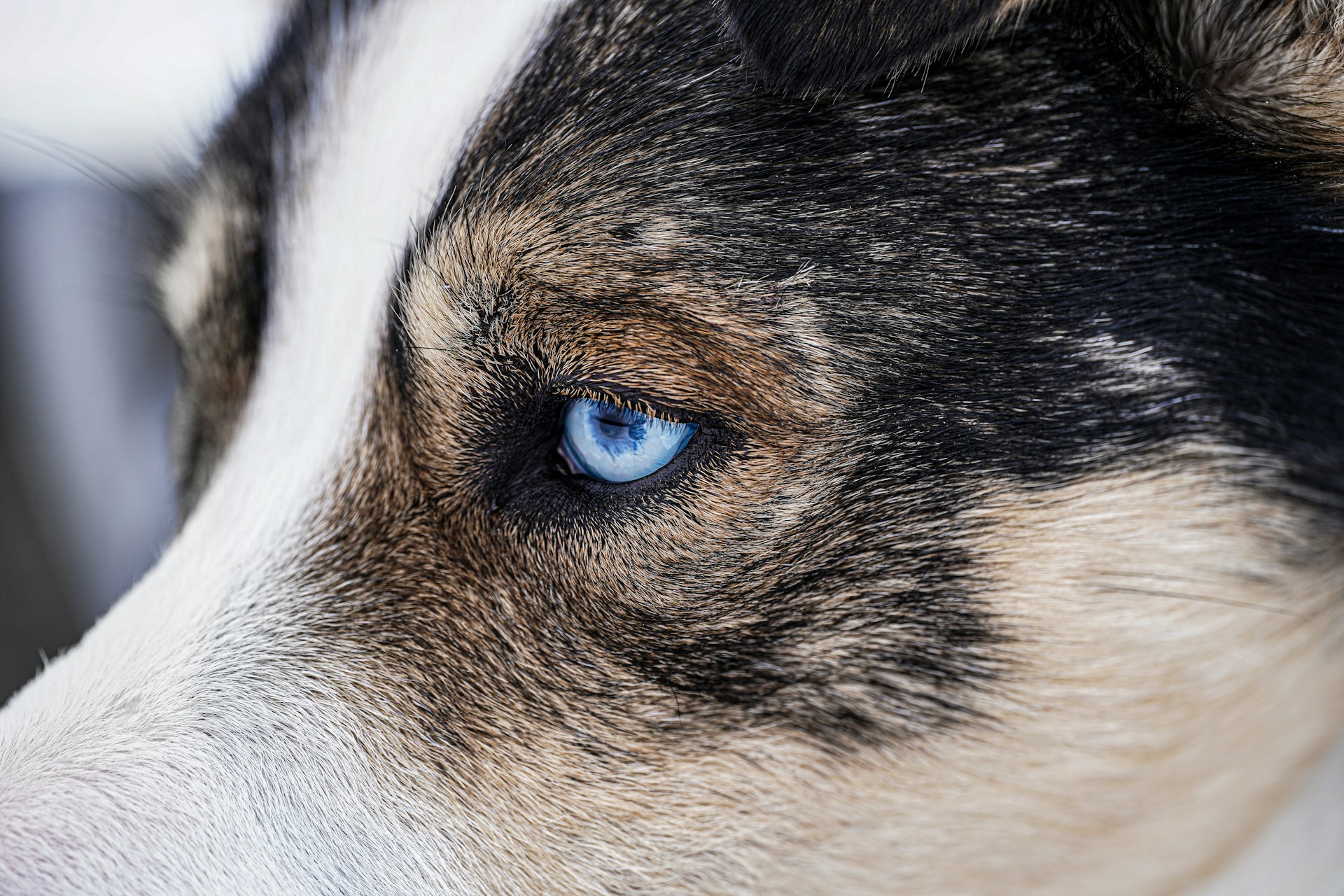 a close up picture of a dog with blue eyes and a brown and white face