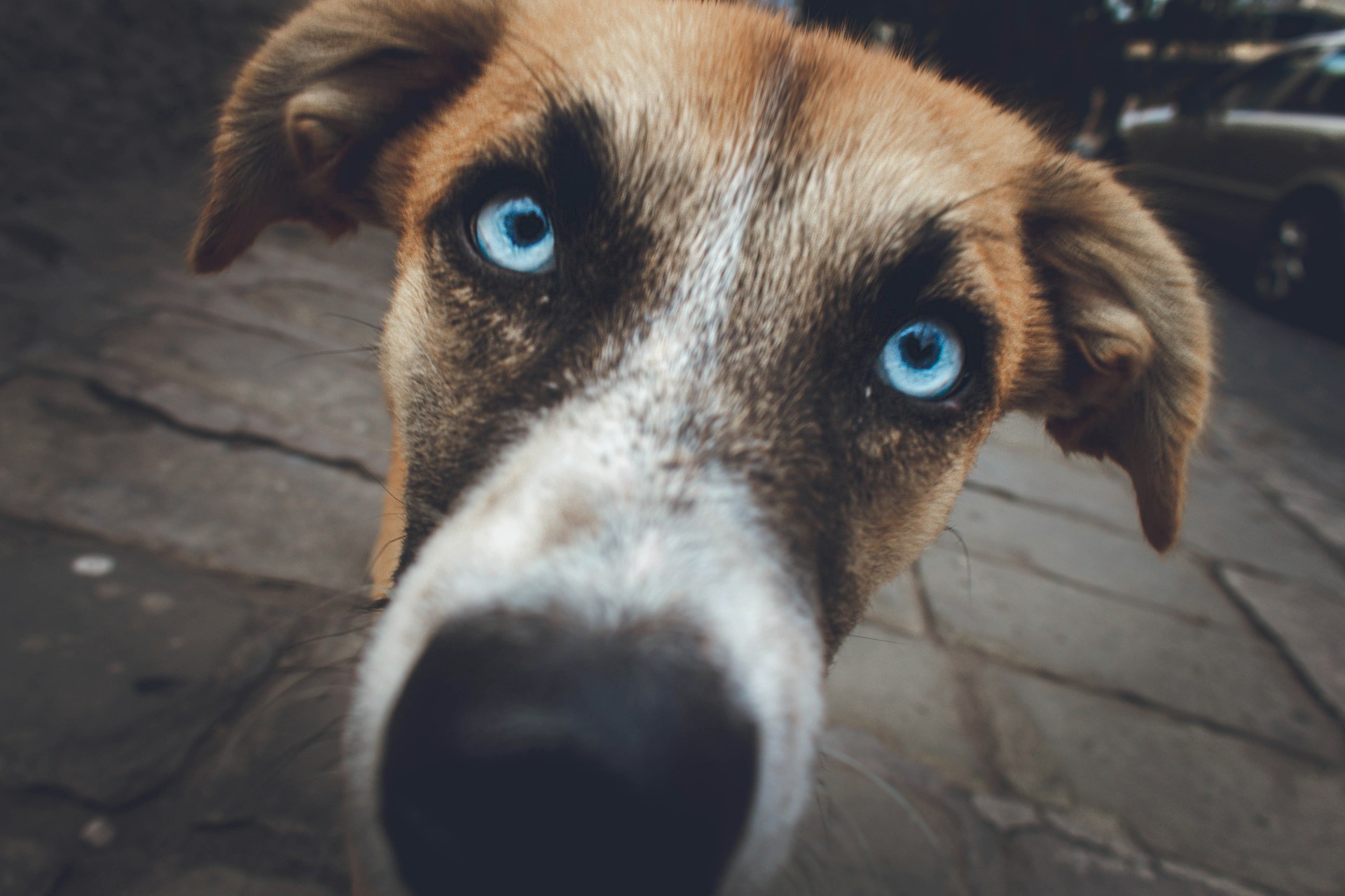 a dog with a brown and white face and blue eyes stands close to the camera