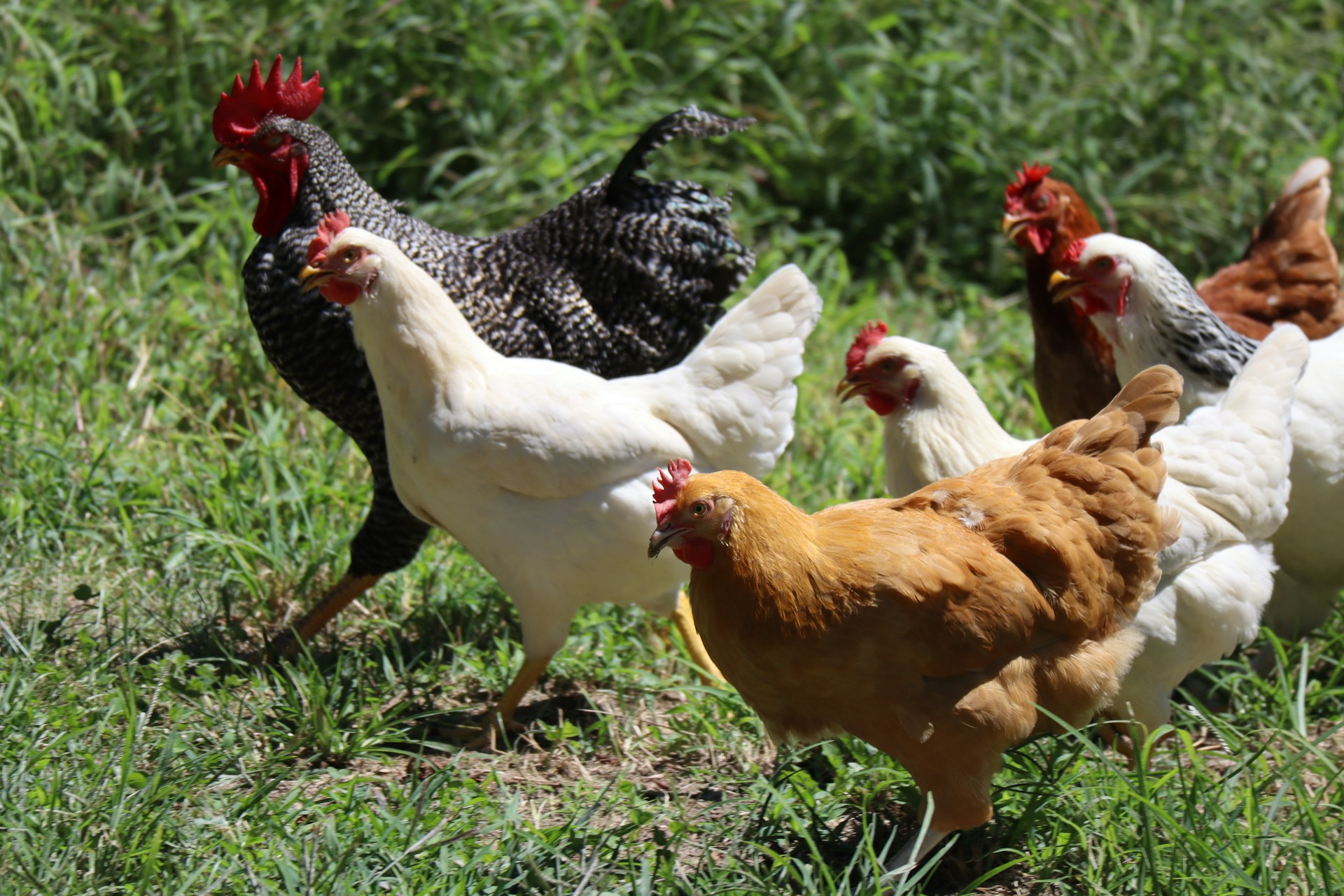a group of chickens of different colors roaming in a green field