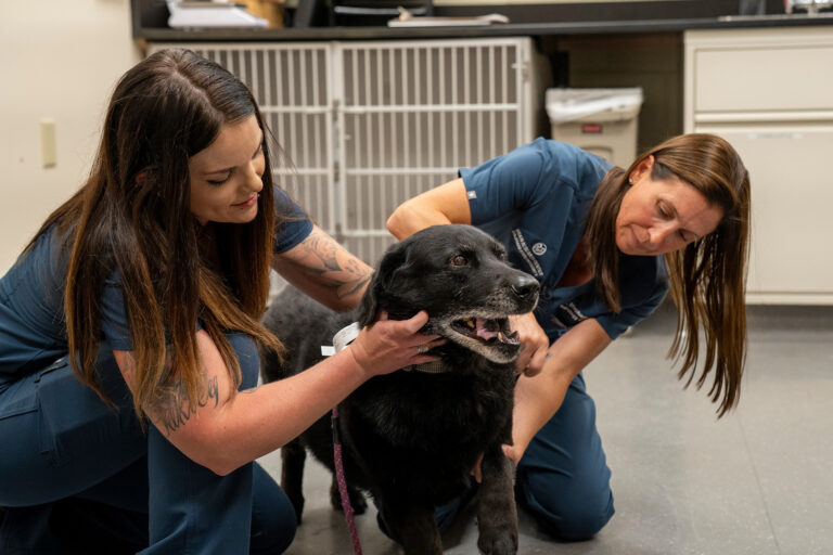 two veterinary professionals examine a patient