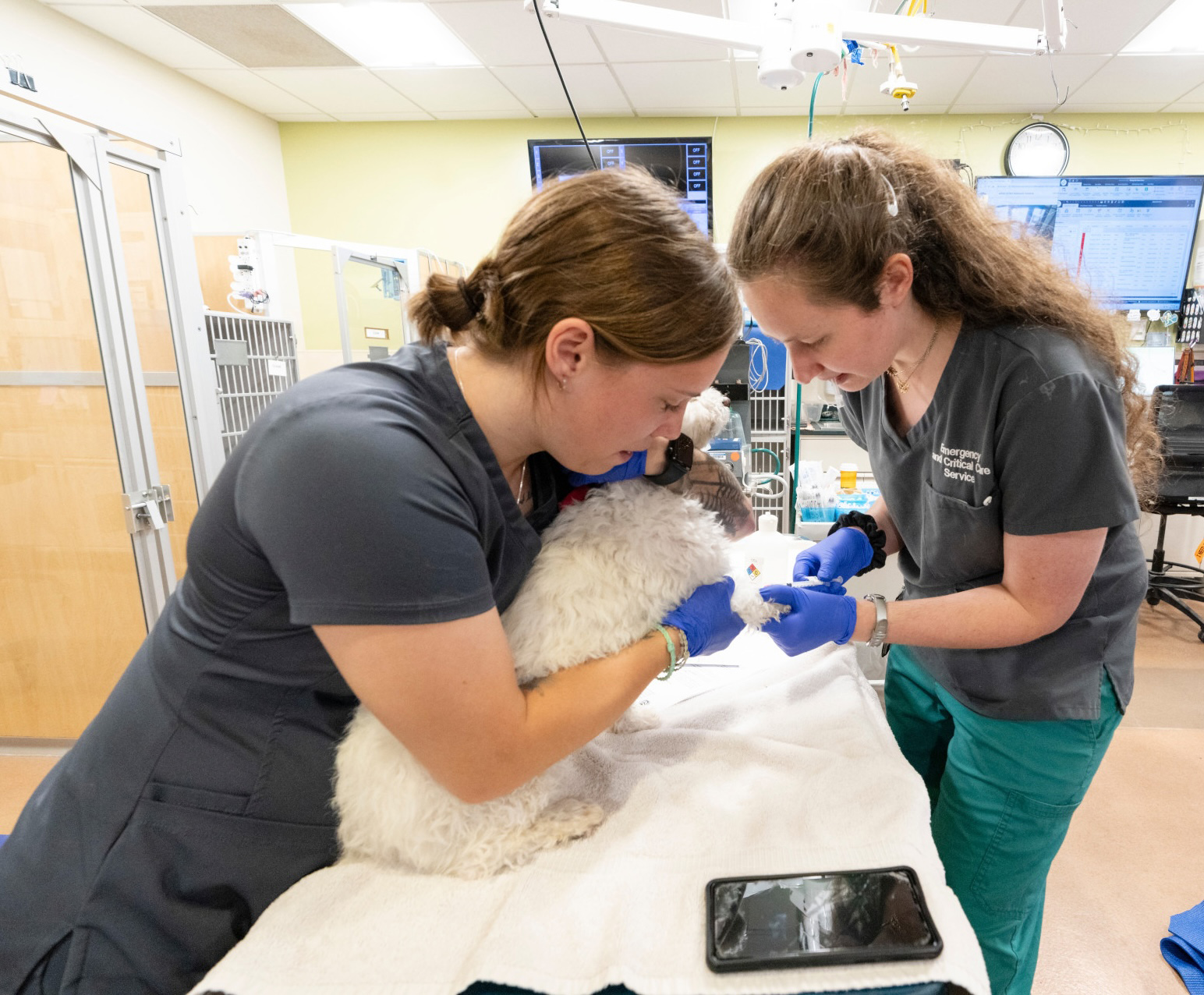 Two veterinary students handling a small white dog's paw on an exam table.