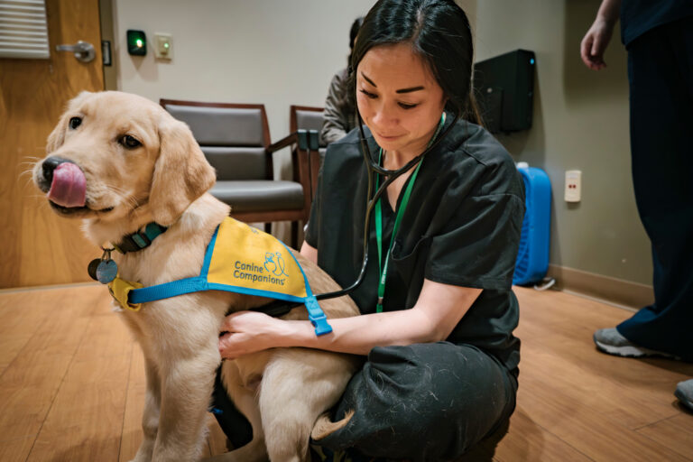 a veterinary professional examines a patient, a service dog in training