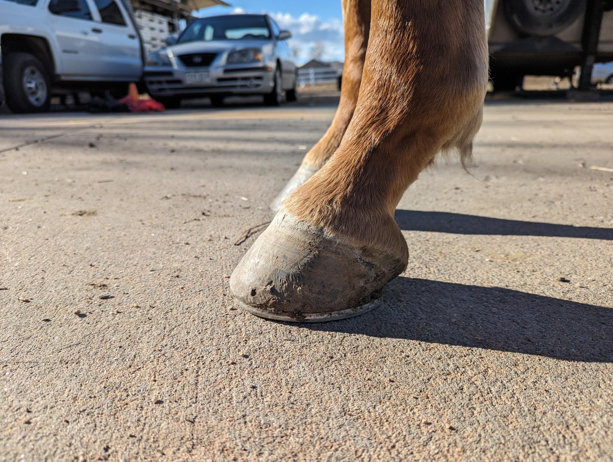 closeup of a brown horse's two front hooves