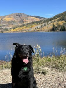 black dog standing in front of a lake and mountains