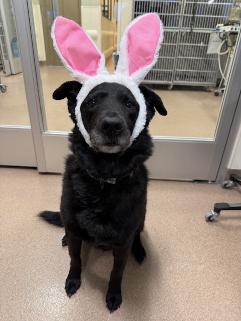 black dog wearing bunny ears