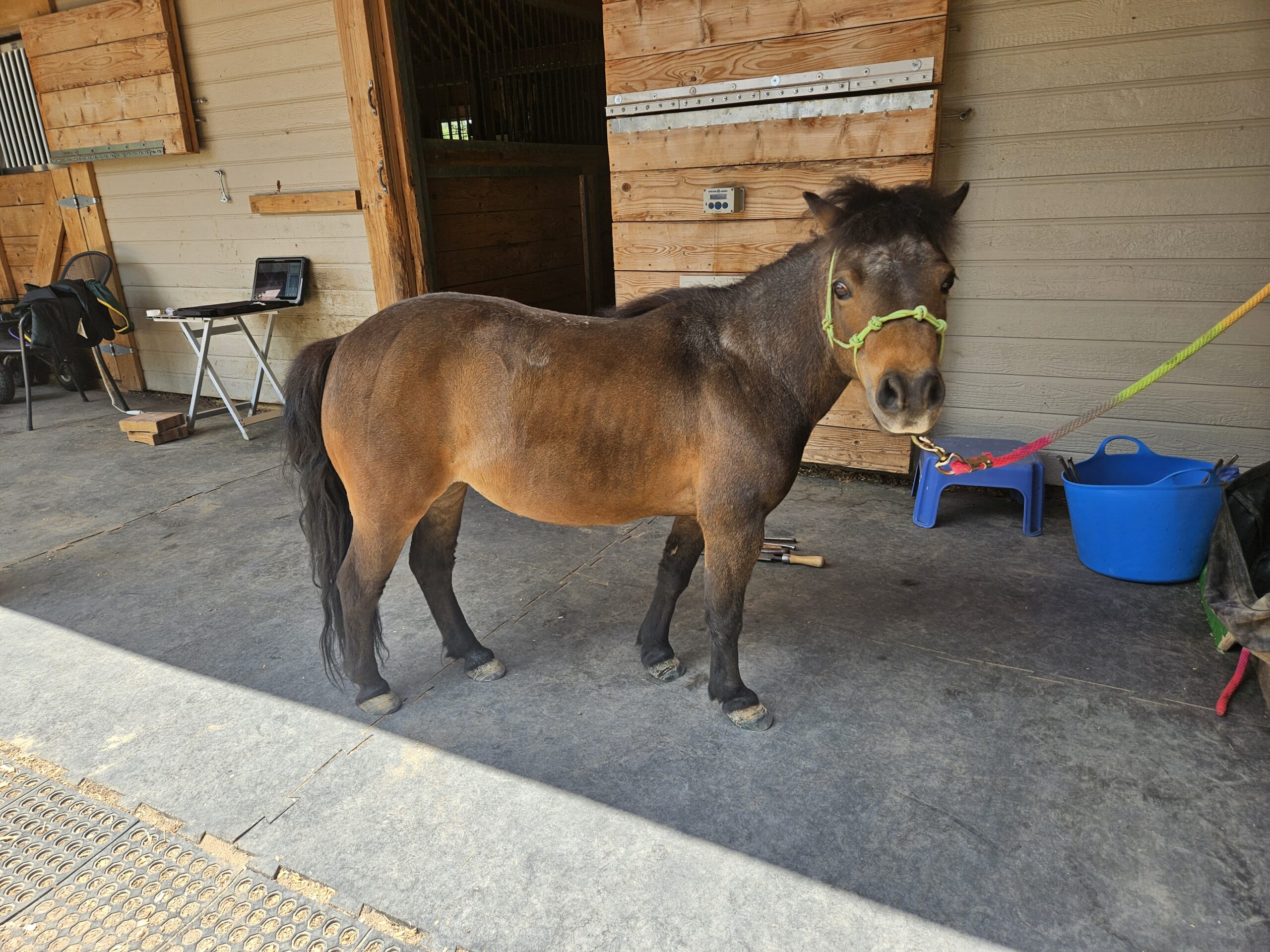 Spice, a brown miniature horse