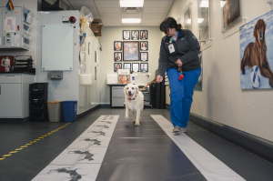 woman walking a golden retriever on top of a gait analysis mat