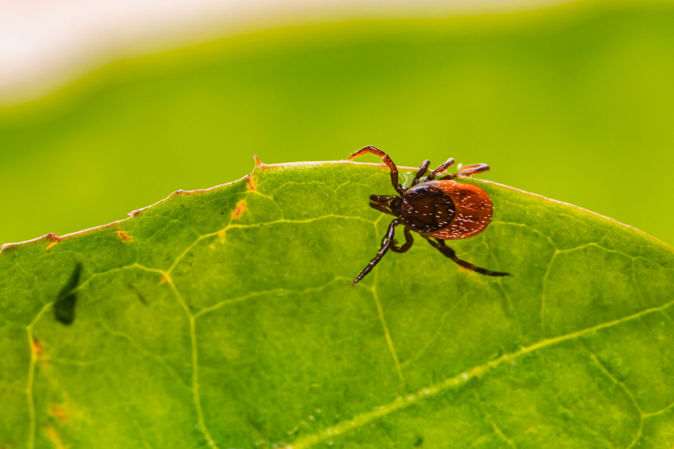 tick crawling on a leaf