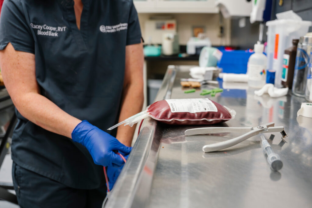 Blood collection bag on table