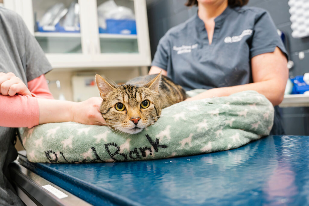 Chalupa, one of our feline donors. 