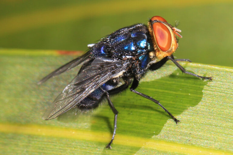 Screwworm Cochliomyia hominivorax, Key Deer National Refuge, Big Pine Key, Florida (24909739517)