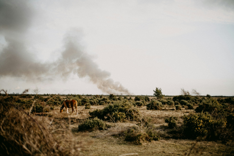 horse in a desert landscape with smoke on the horizon