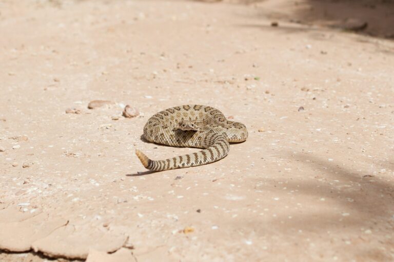 Rattlesnake on a trail