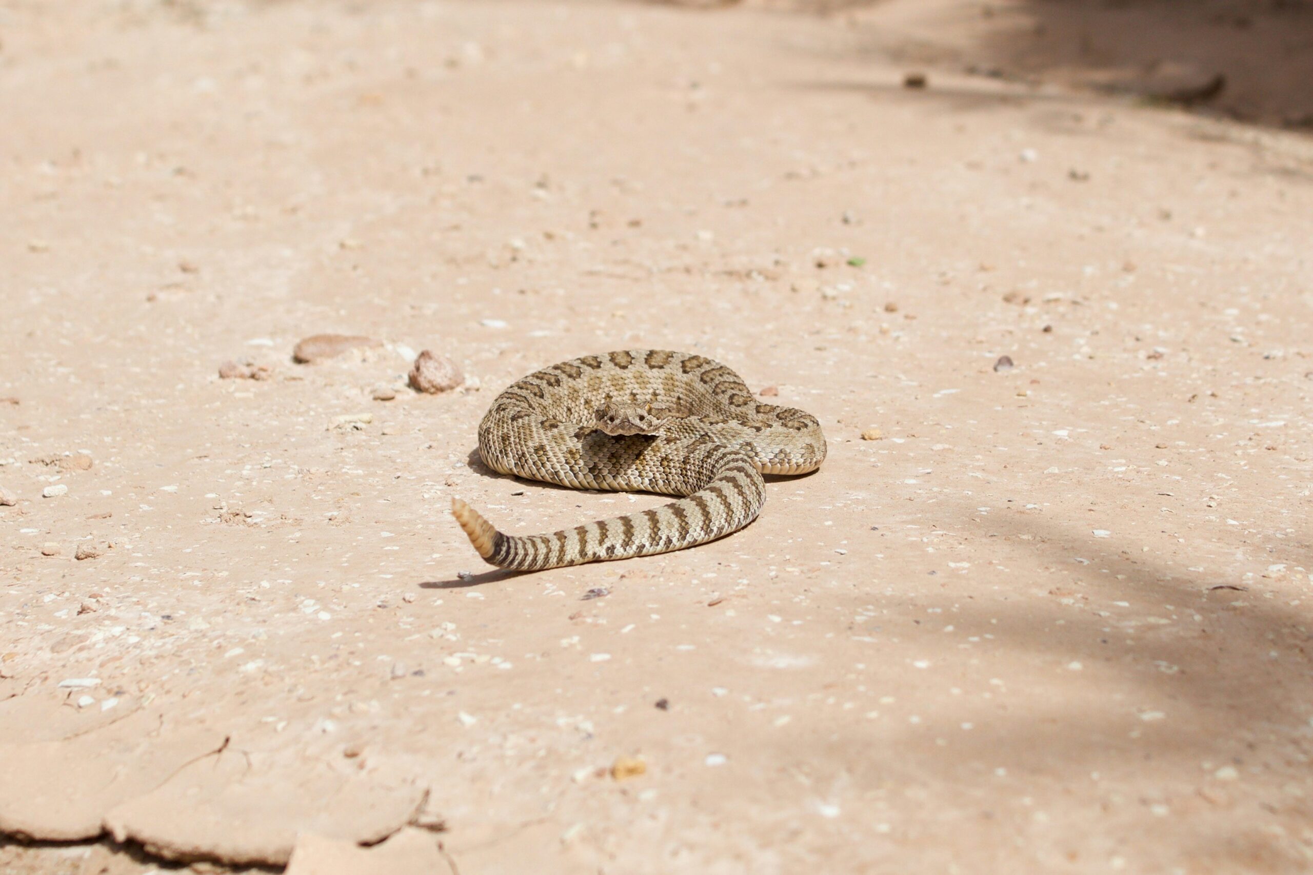 Rattlesnake on a trail
