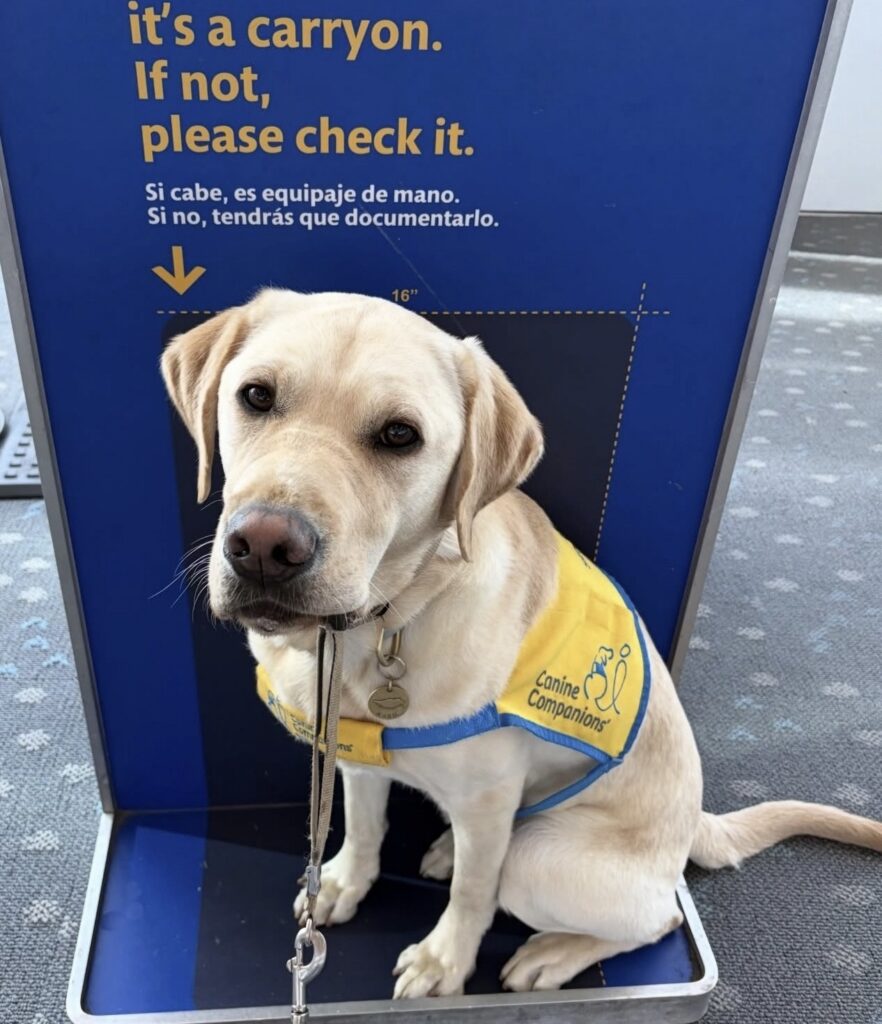 Canine companion dog named Wren at the airport