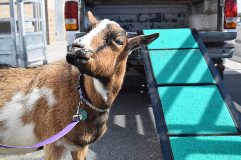 Boots arriving at the CSU’s veterinary hospital