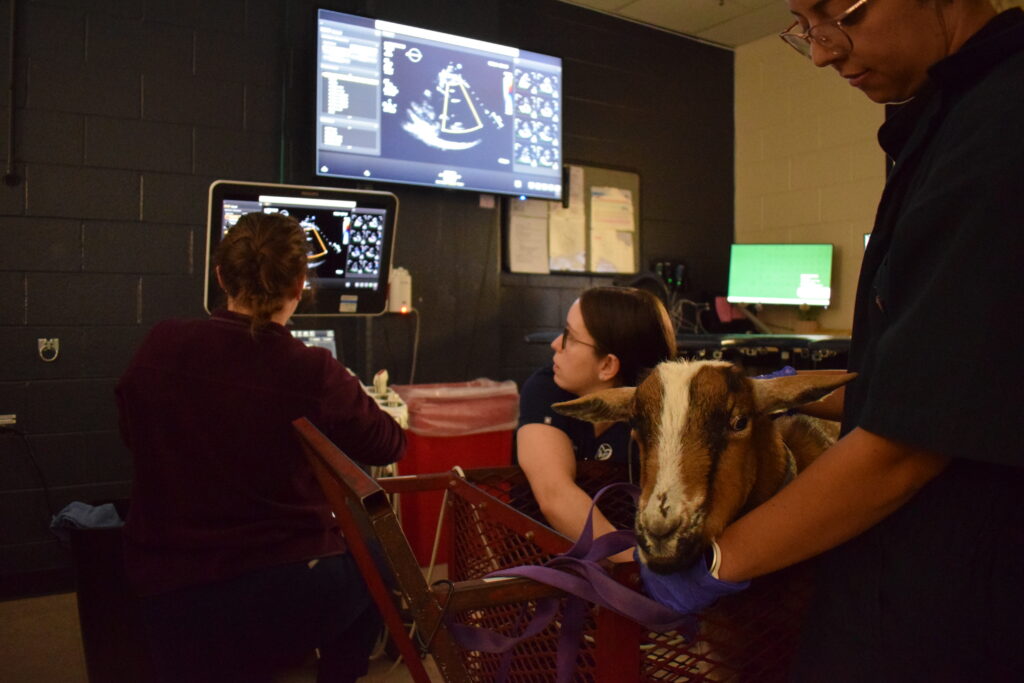 Boots undergoing an echocardiogram